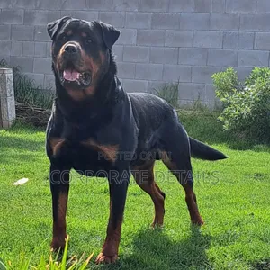 1+ year Male Purebred Rottweiler