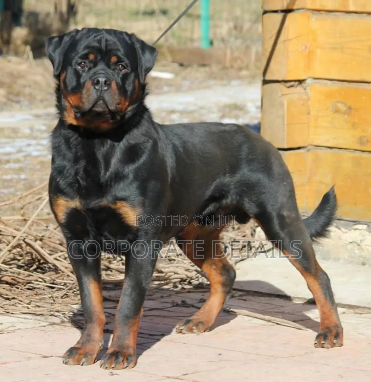1+ year Male Purebred Rottweiler