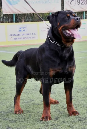 1+ year Male Purebred Rottweiler