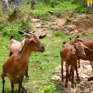 Goats for Sale