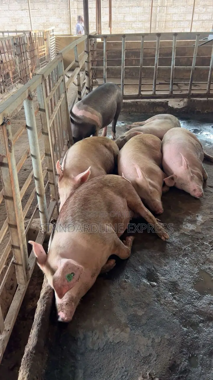 Live Pigs for Sale 50 Kg - 120 Kg (30ghs/Kg)