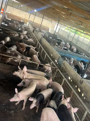 Live Pigs for Sale 50 Kg - 120 Kg (30ghs/Kg)