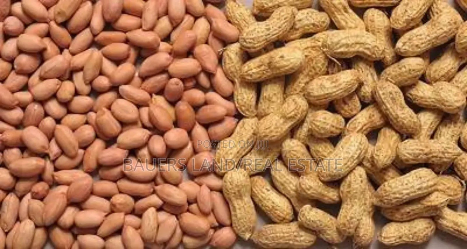 Grandnut Available