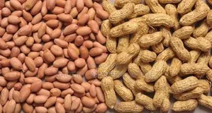Grandnut Available