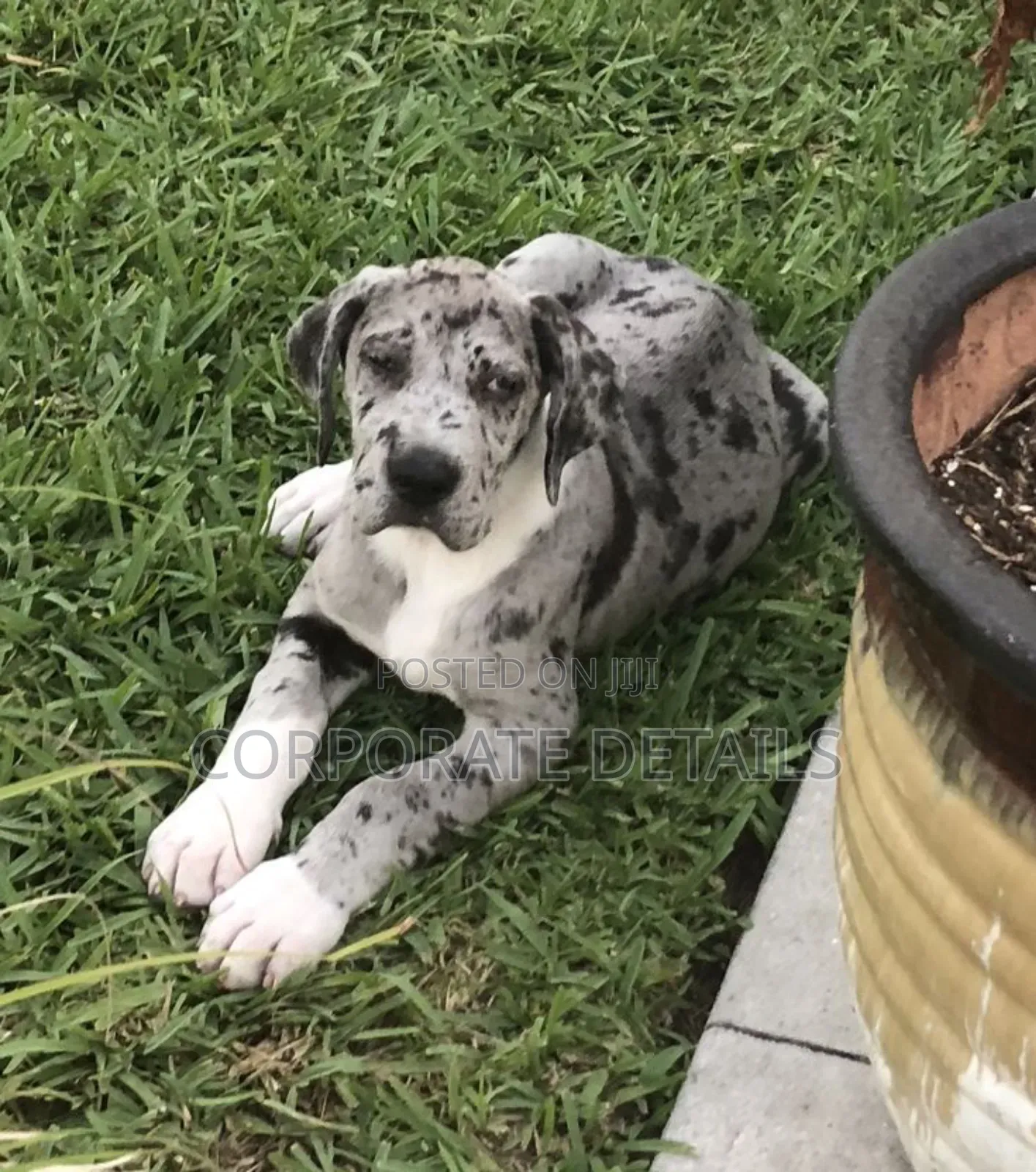 1-3 months Male Purebred Great Dane
