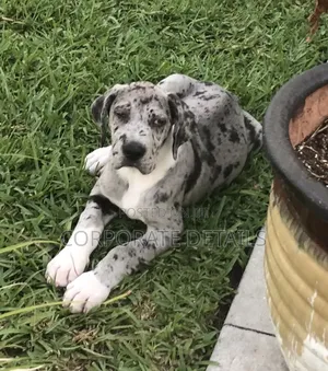 1-3 months Male Purebred Great Dane