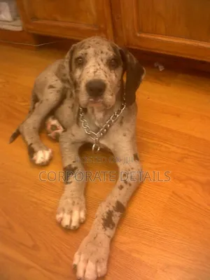 1-3 months Male Purebred Great Dane