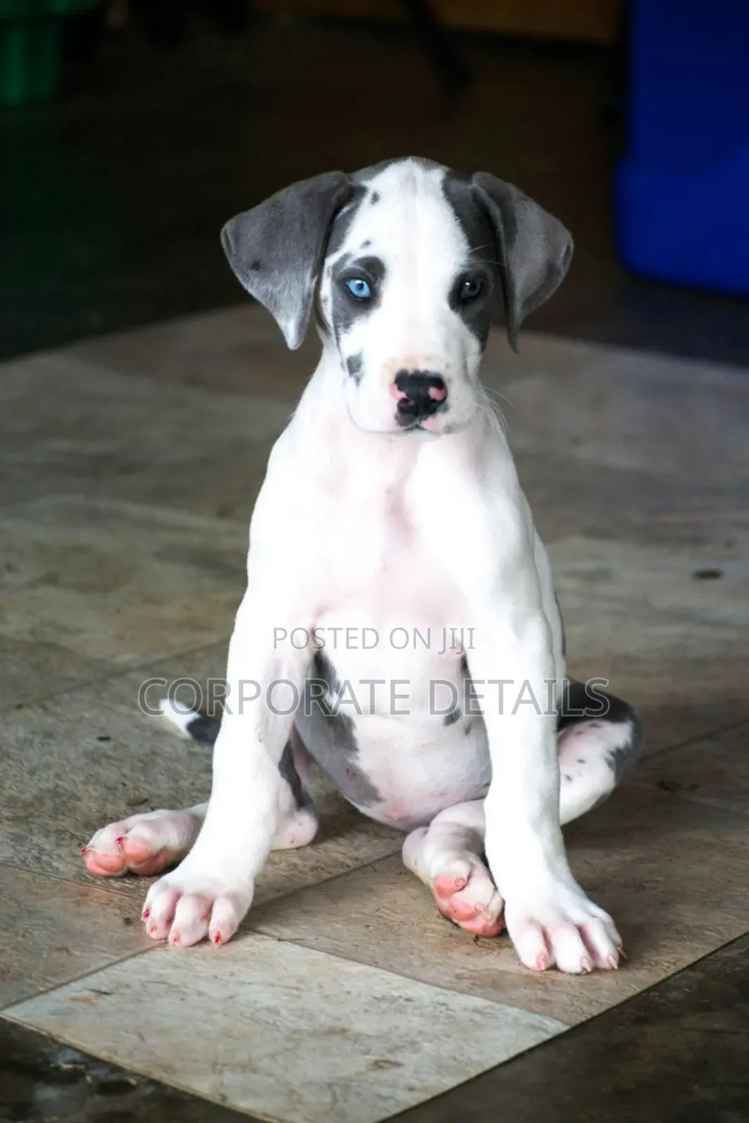 1-3 months Male Purebred Great Dane