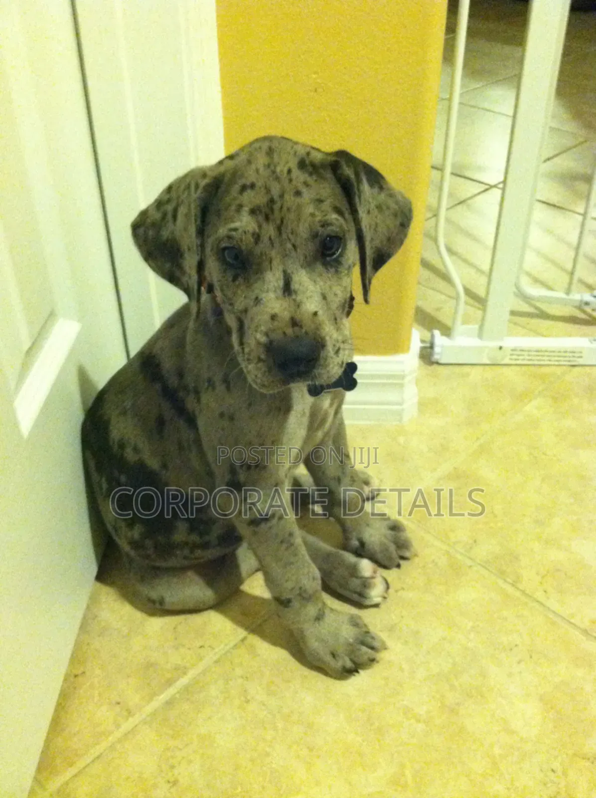 1-3 months Male Purebred Great Dane