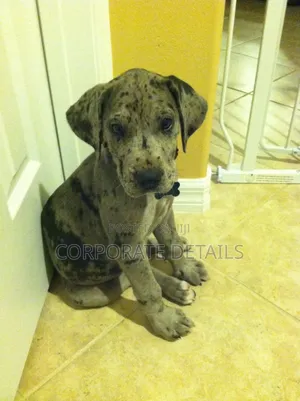 1-3 months Male Purebred Great Dane