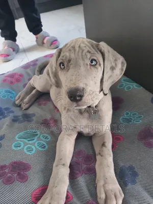 1-3 months Male Purebred Great Dane