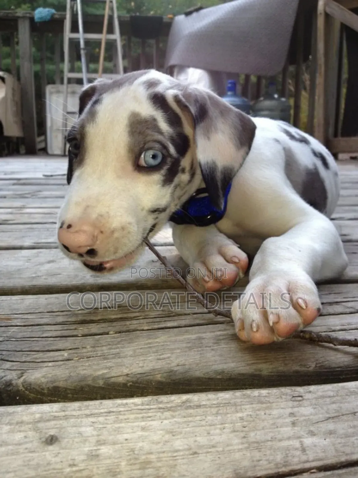 1-3 months Male Purebred Great Dane