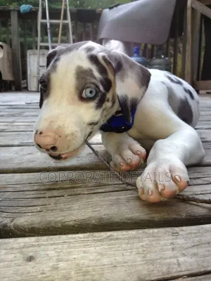 1-3 months Male Purebred Great Dane