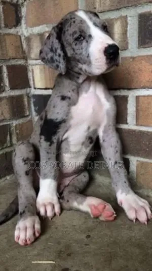 1-3 months Male Purebred Great Dane