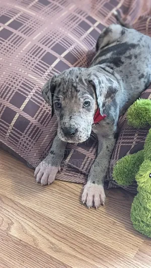 1-3 months Male Purebred Great Dane