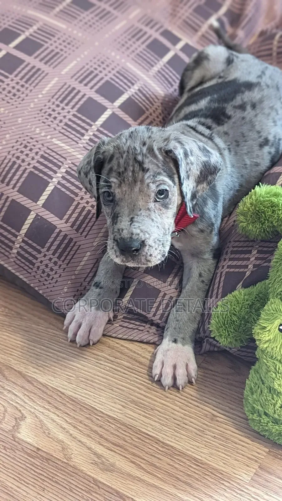 1-3 months Male Purebred Great Dane