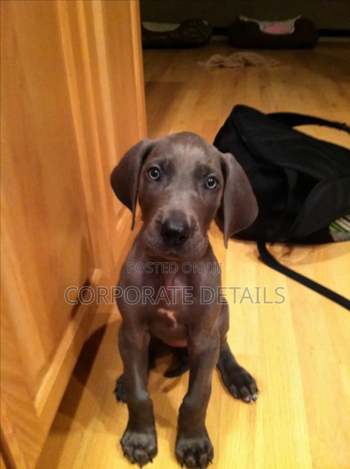 1-3 months Male Purebred Great Dane