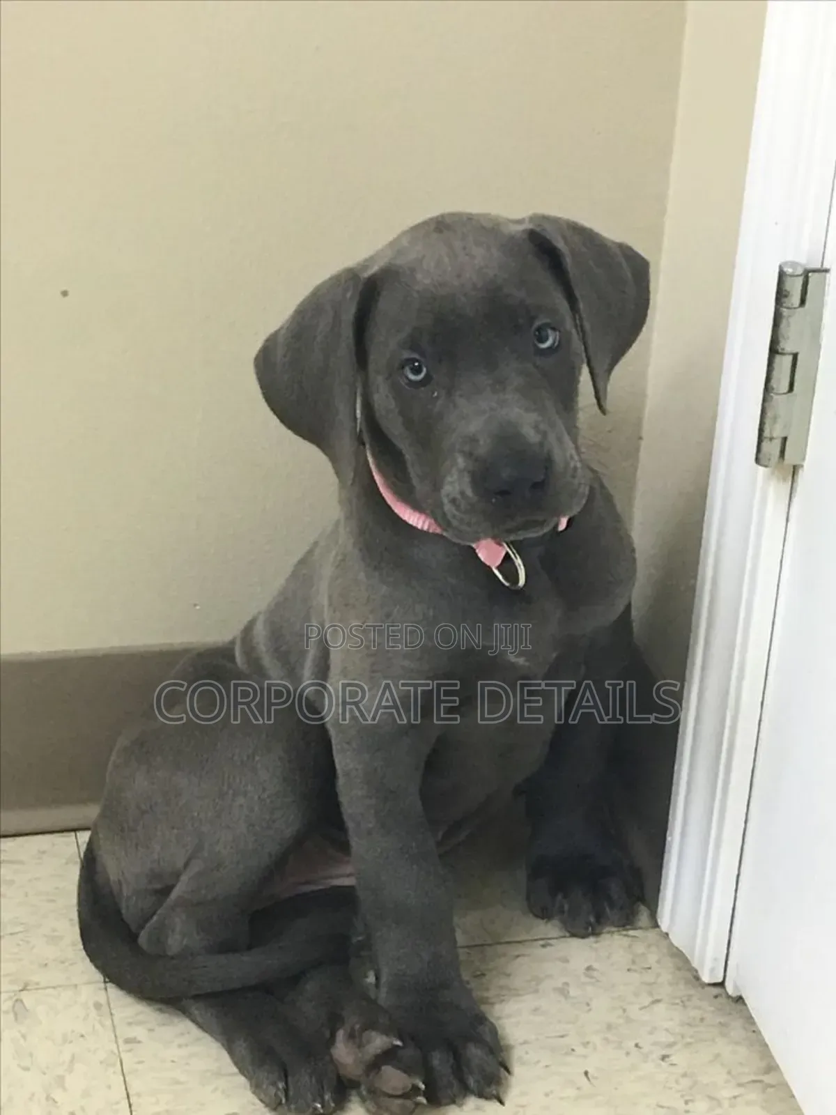 1-3 months Male Purebred Great Dane
