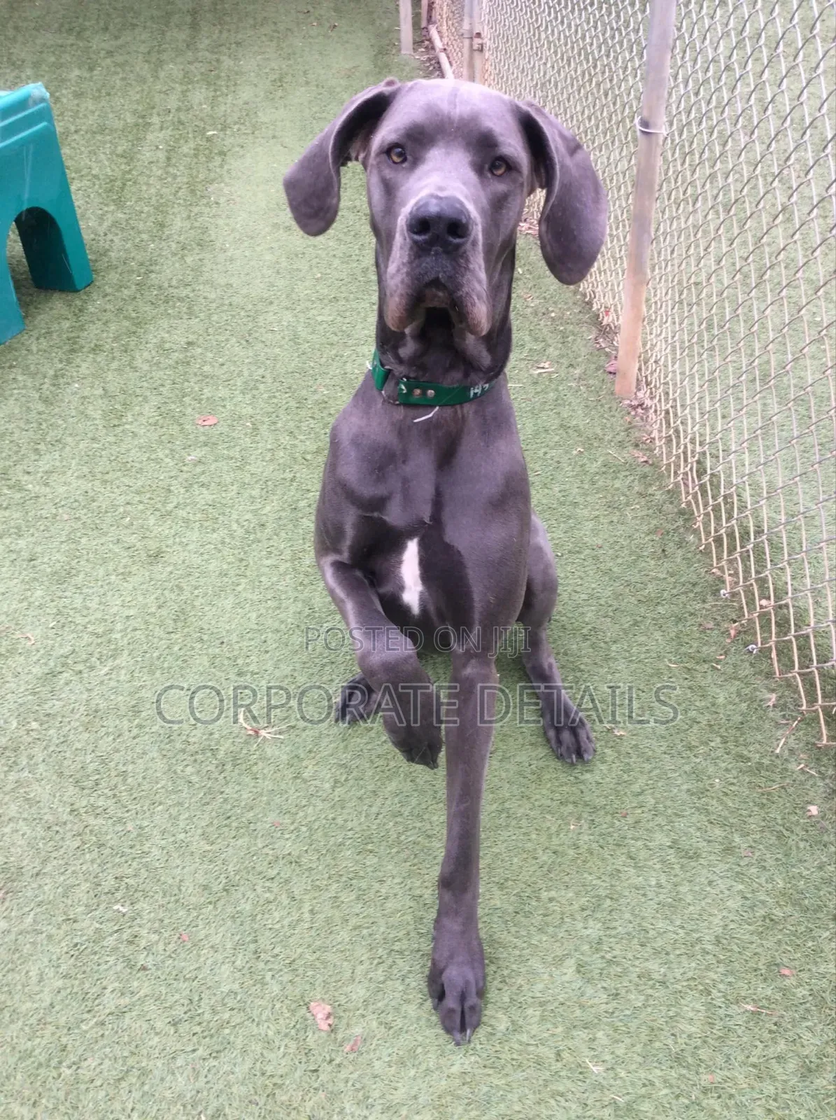 1-3 months Male Purebred Great Dane