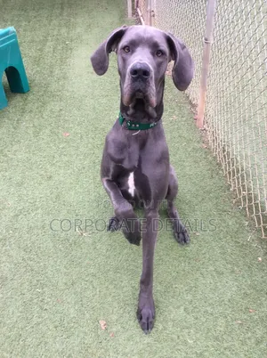 1-3 months Male Purebred Great Dane