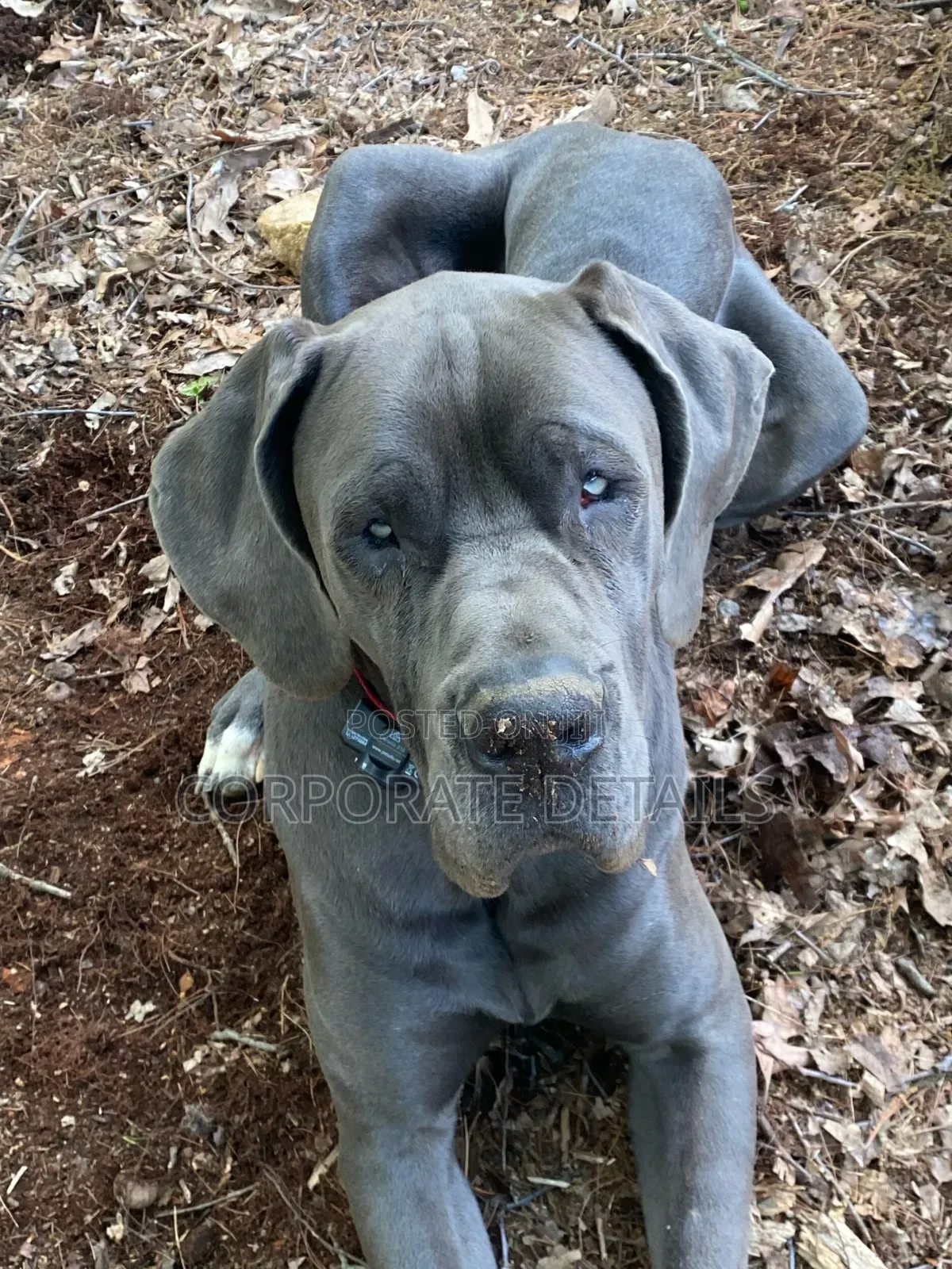 1-3 months Male Purebred Great Dane