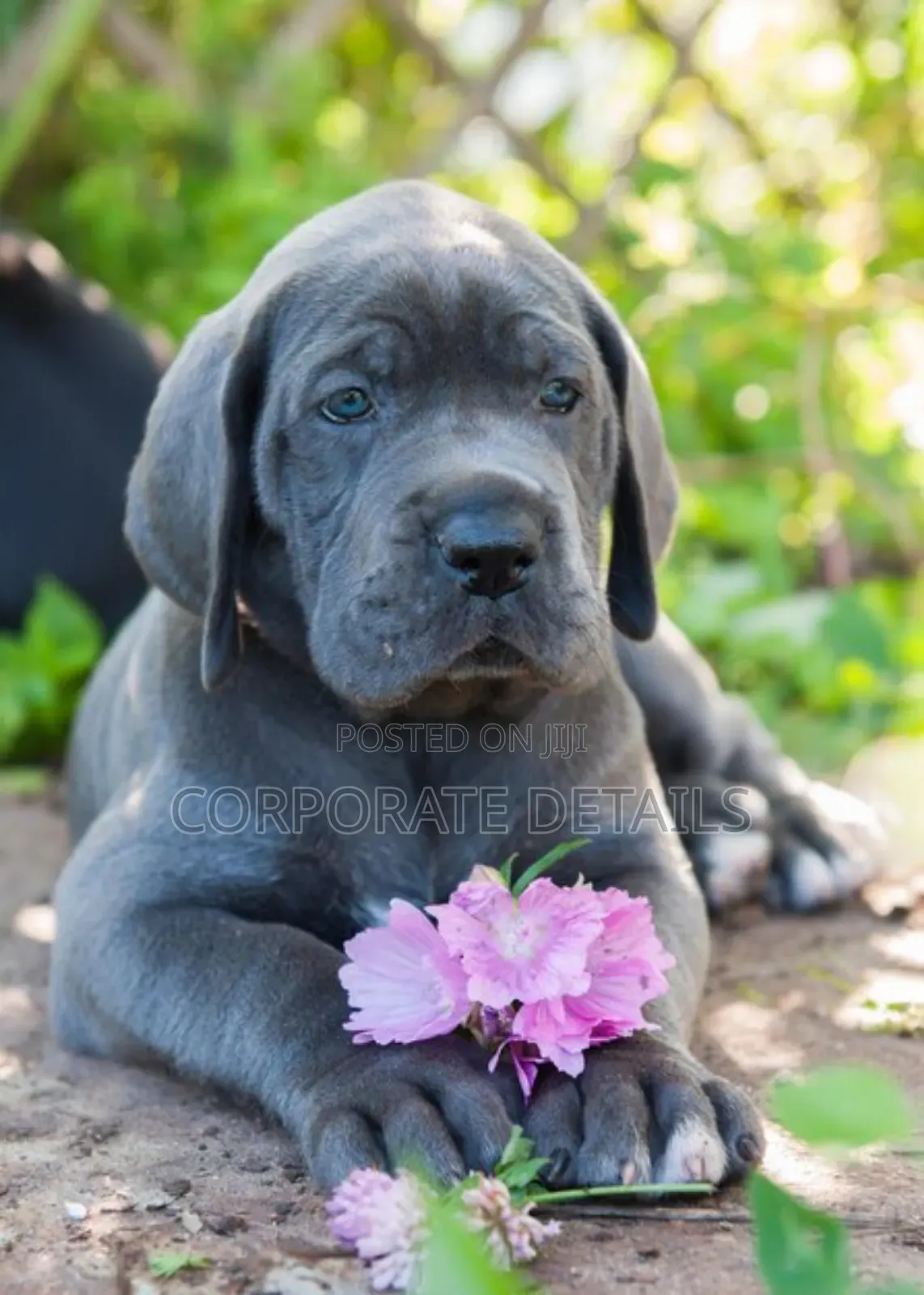 1-3 months Male Purebred Great Dane