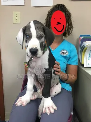 1-3 months Male Purebred Great Dane