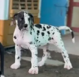 1-3 months Male Purebred Great Dane