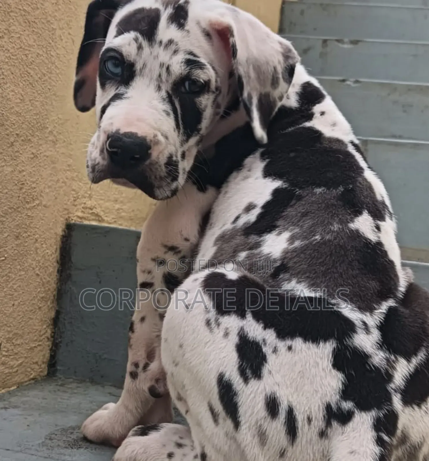 1-3 months Male Purebred Great Dane