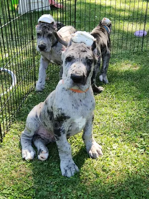 1-3 months Male Purebred Great Dane