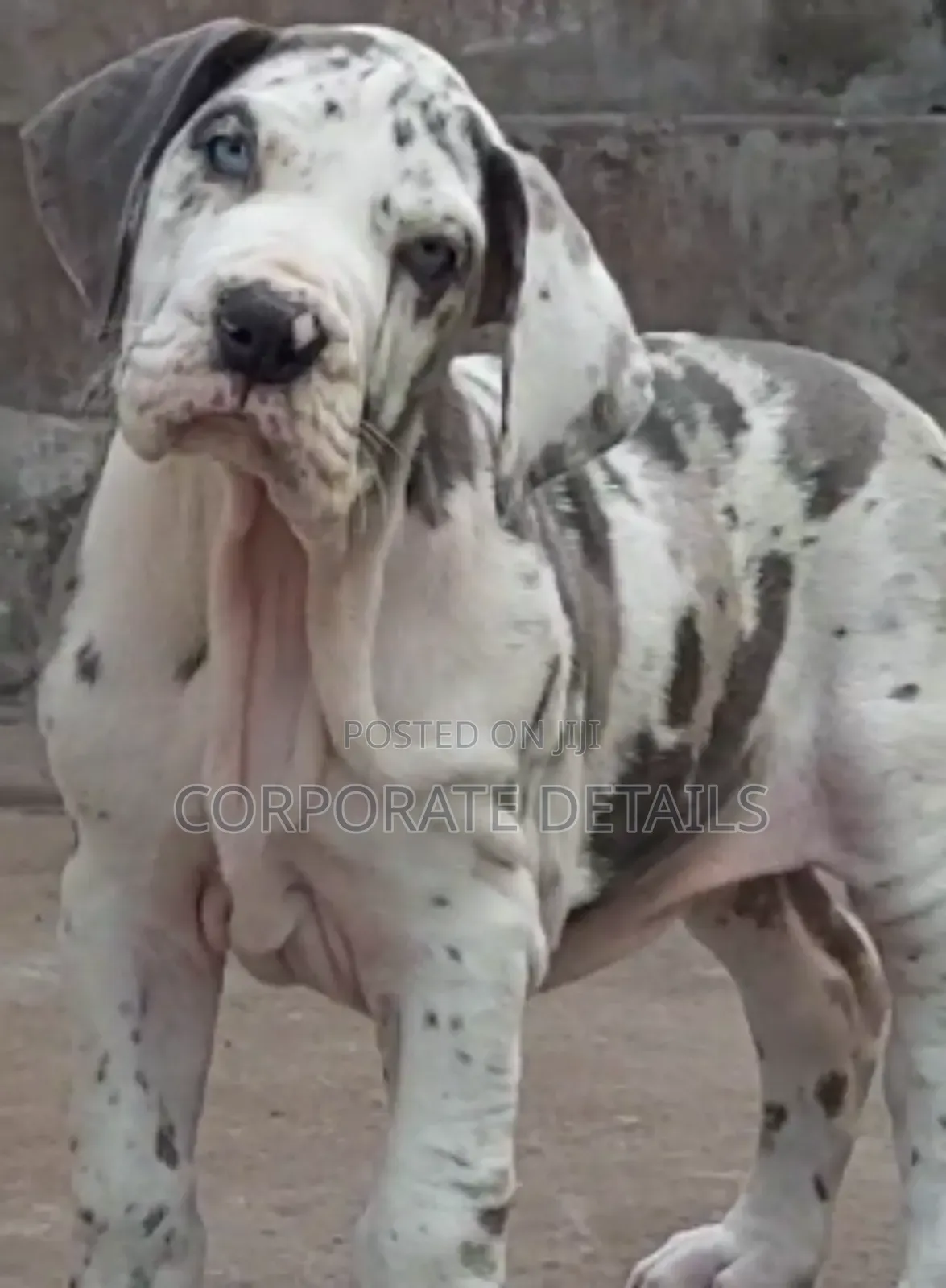 1-3 months Male Purebred Great Dane
