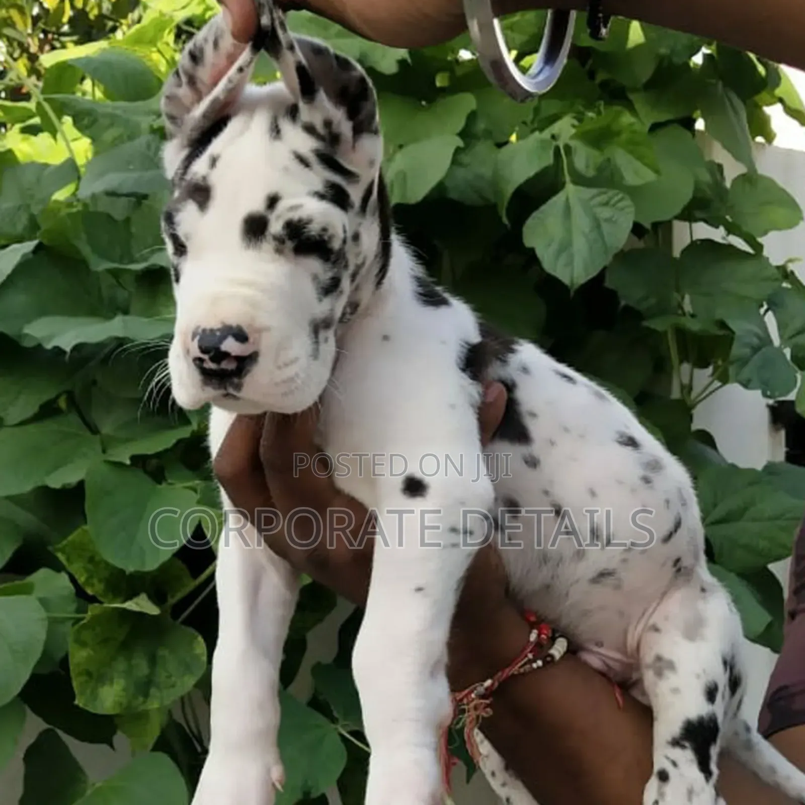 1-3 months Male Purebred Great Dane