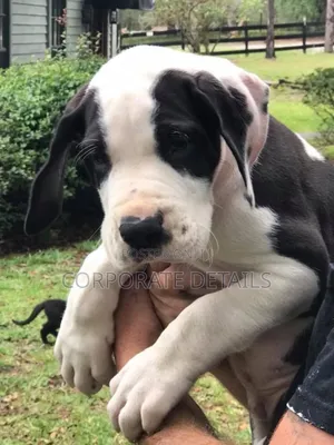 1-3 months Male Purebred Great Dane