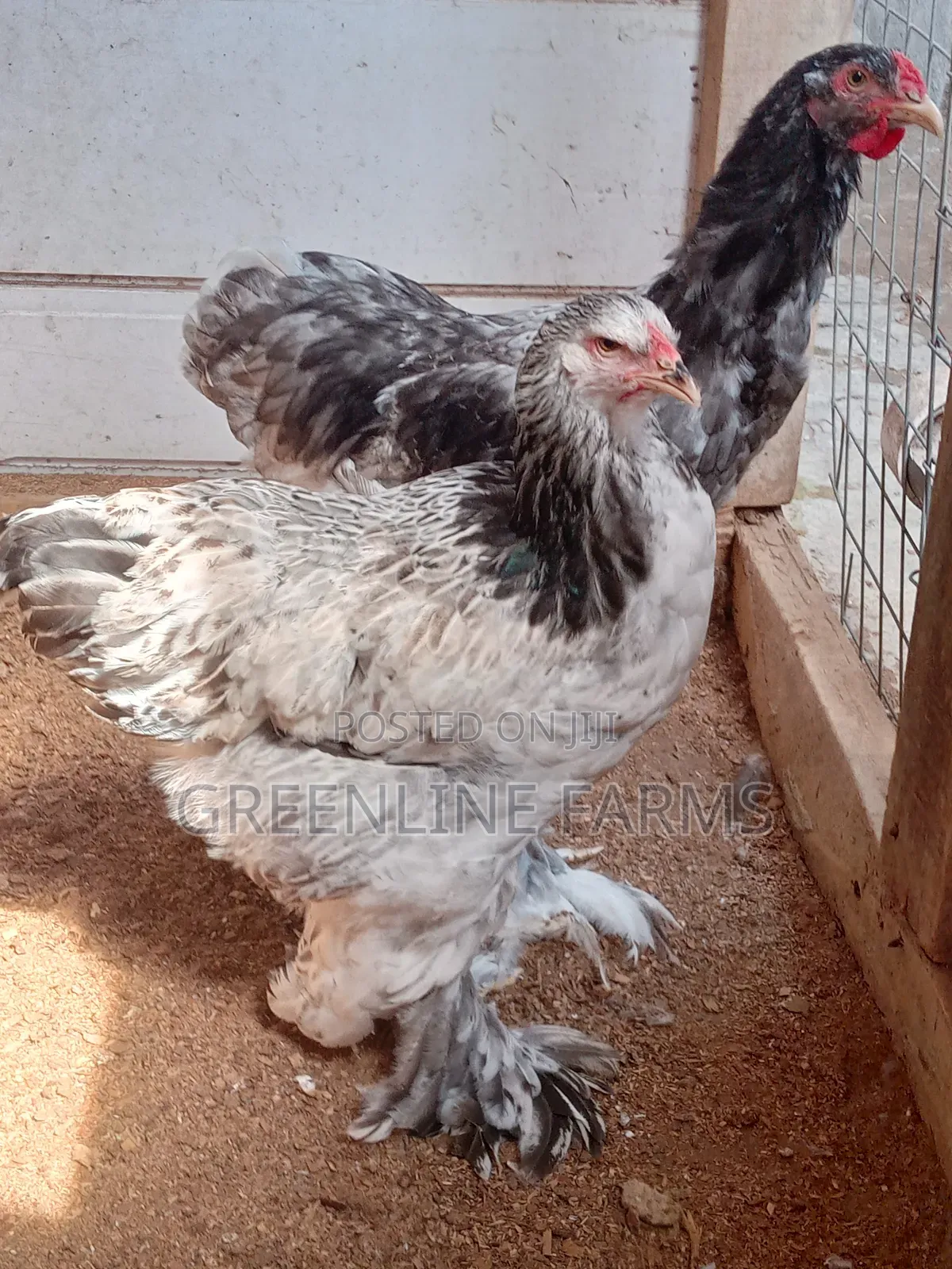 Brahma Young Birds