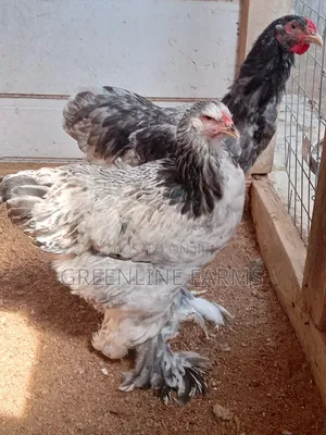 Brahma Young Birds