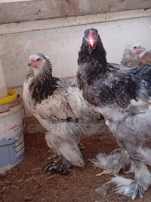 Brahma Young Birds