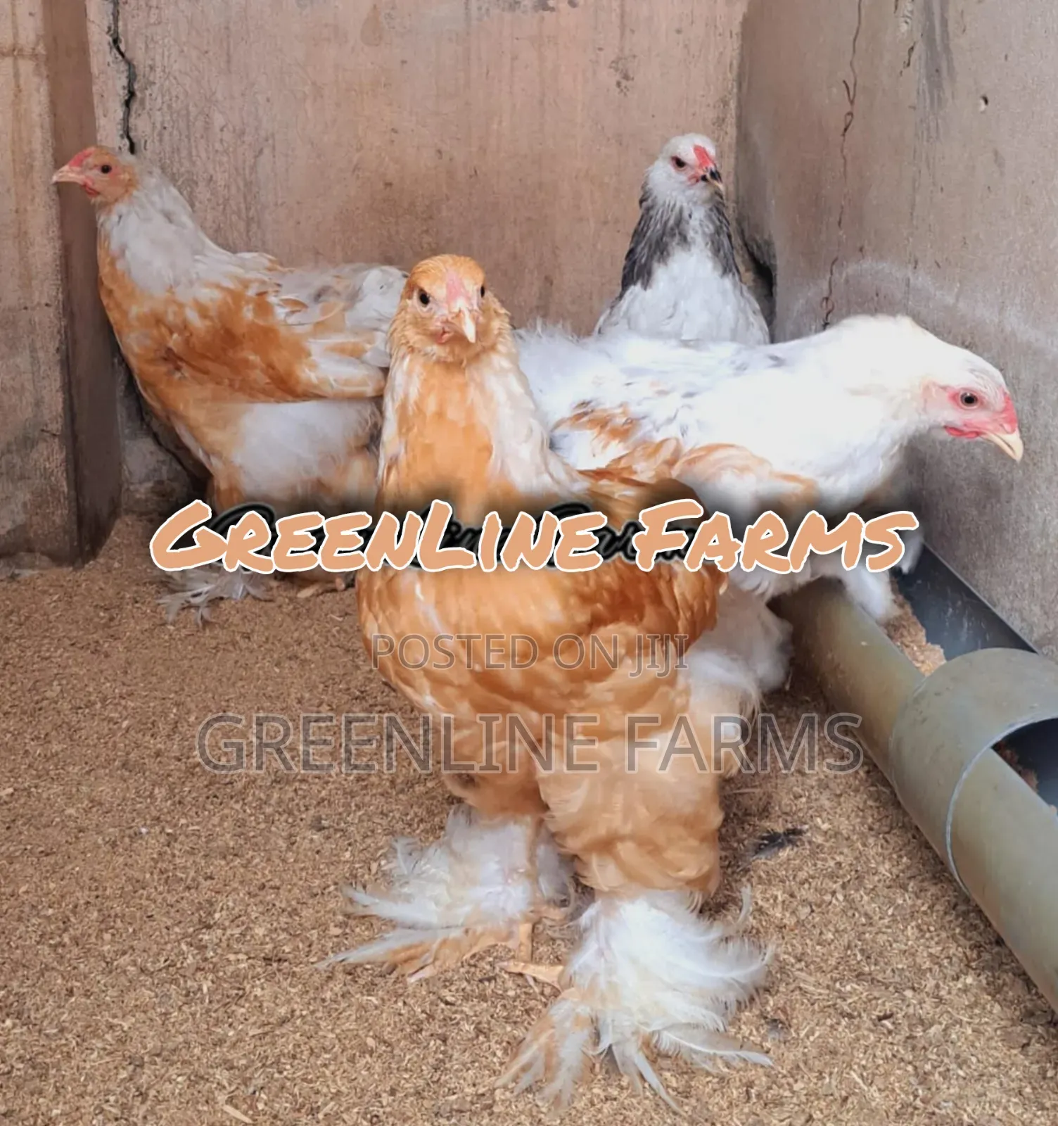 Brahma Young Birds