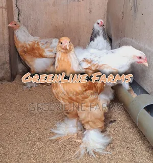 Brahma Young Birds