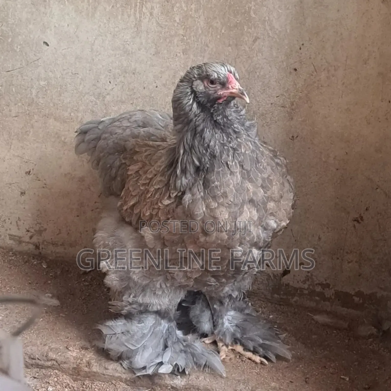 Brahma Young Birds