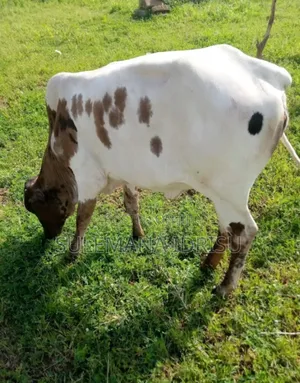 Small Gudali