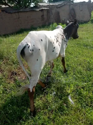 Small Gudali
