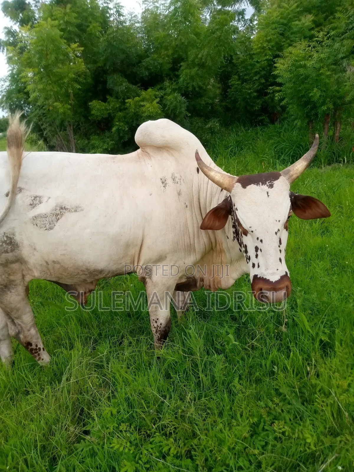 Strong Cows