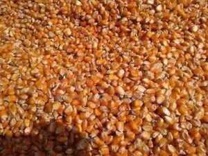 Maize Available(120kg)