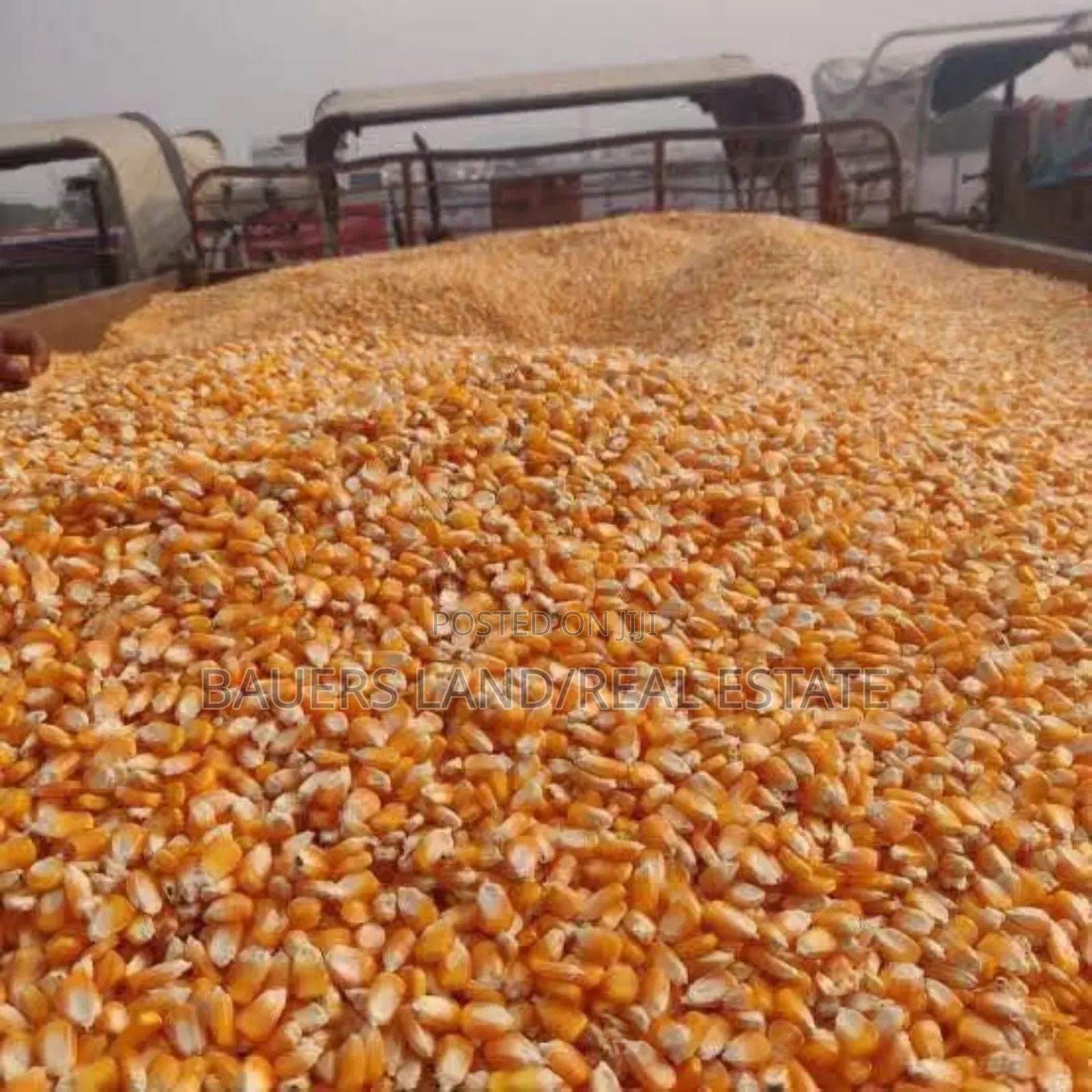 Maize Available(120kg)