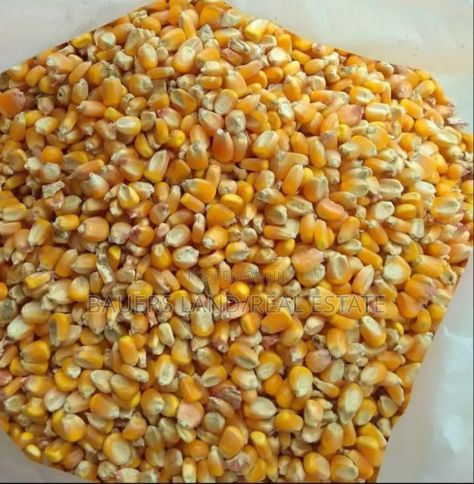 Maize Available(120kg)