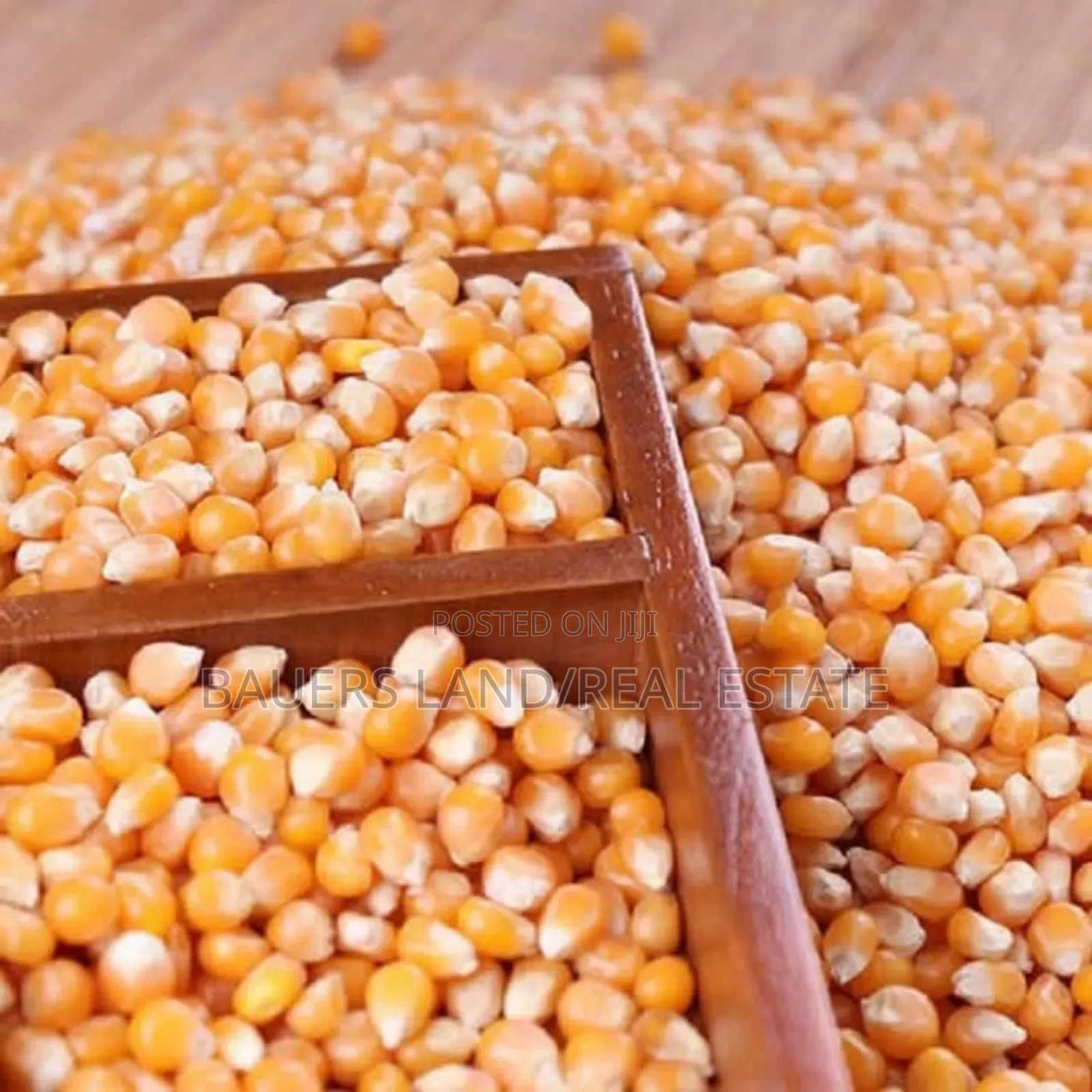 Maize Available(120kg)
