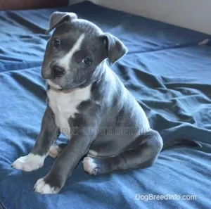 1-3 months Male Purebred American Pit Bull Terrier