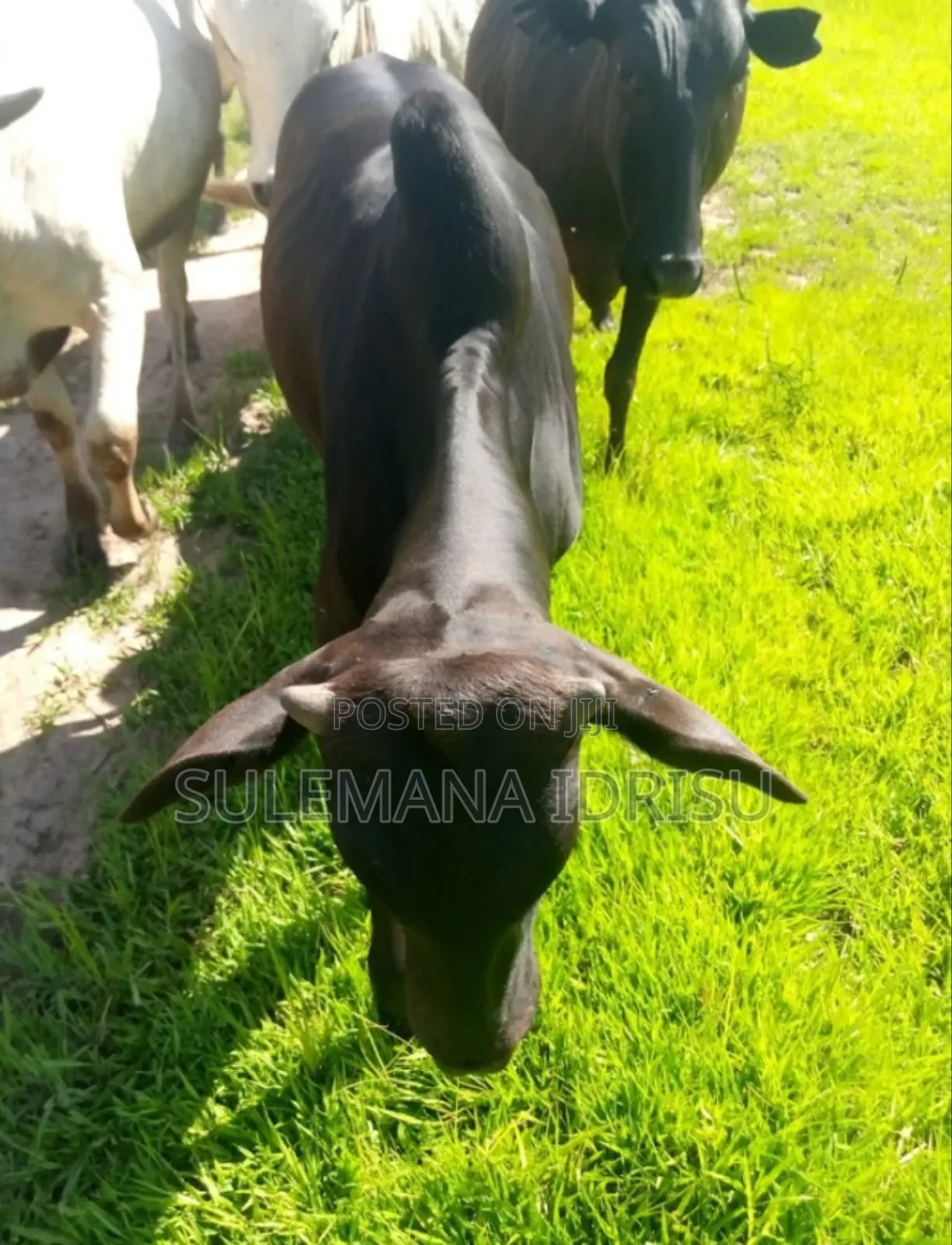 Black Gudali