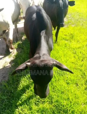 Black Gudali