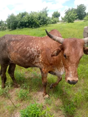 Female Cows